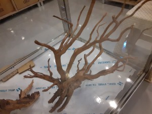 초대형 가지 나무유목 65cm~ (랜덤배송)